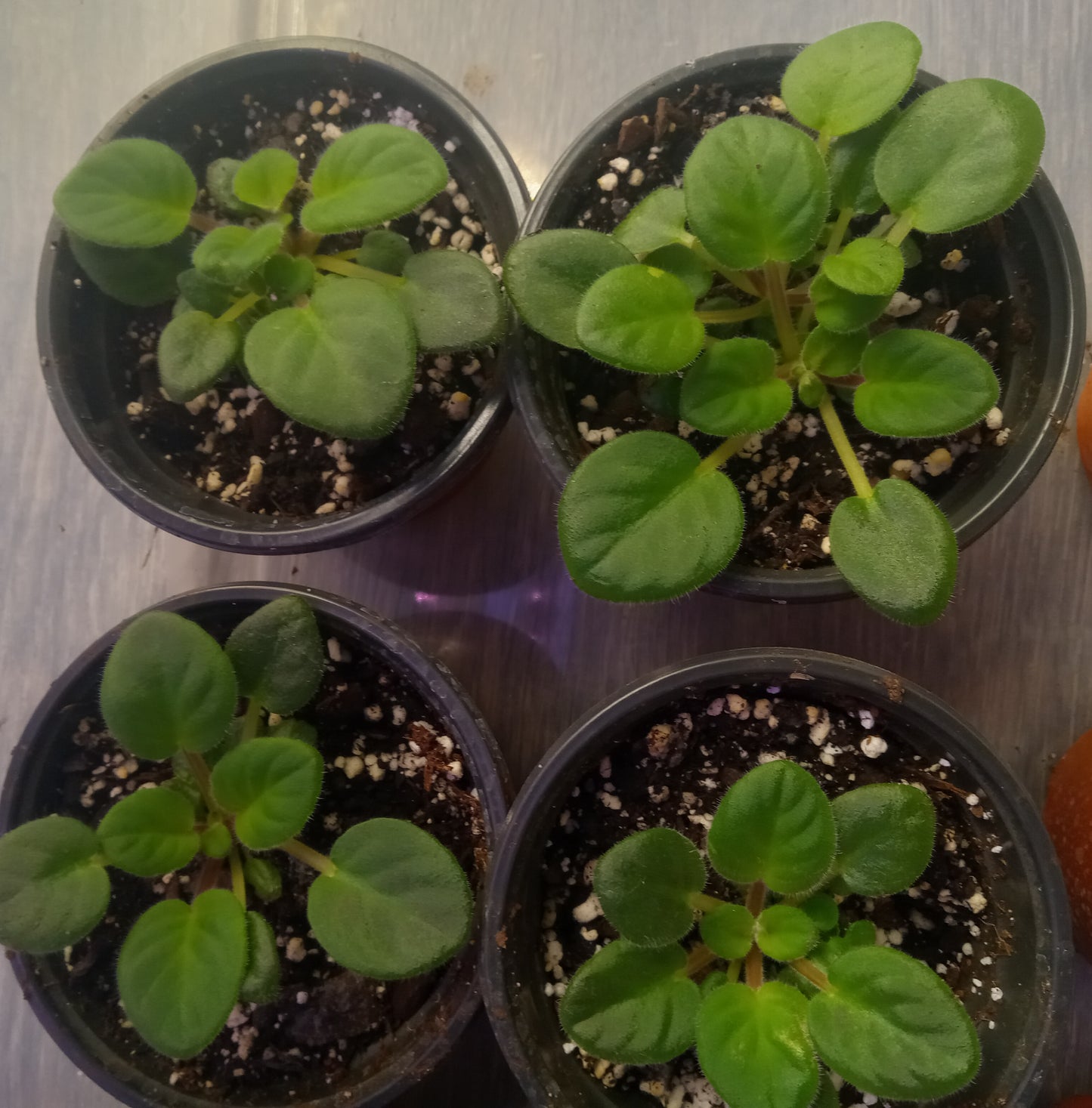 Saintpaulia (African Violet)