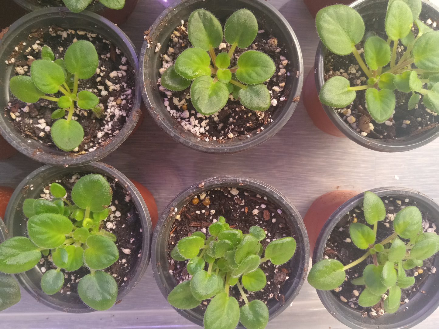 Saintpaulia (African Violet)