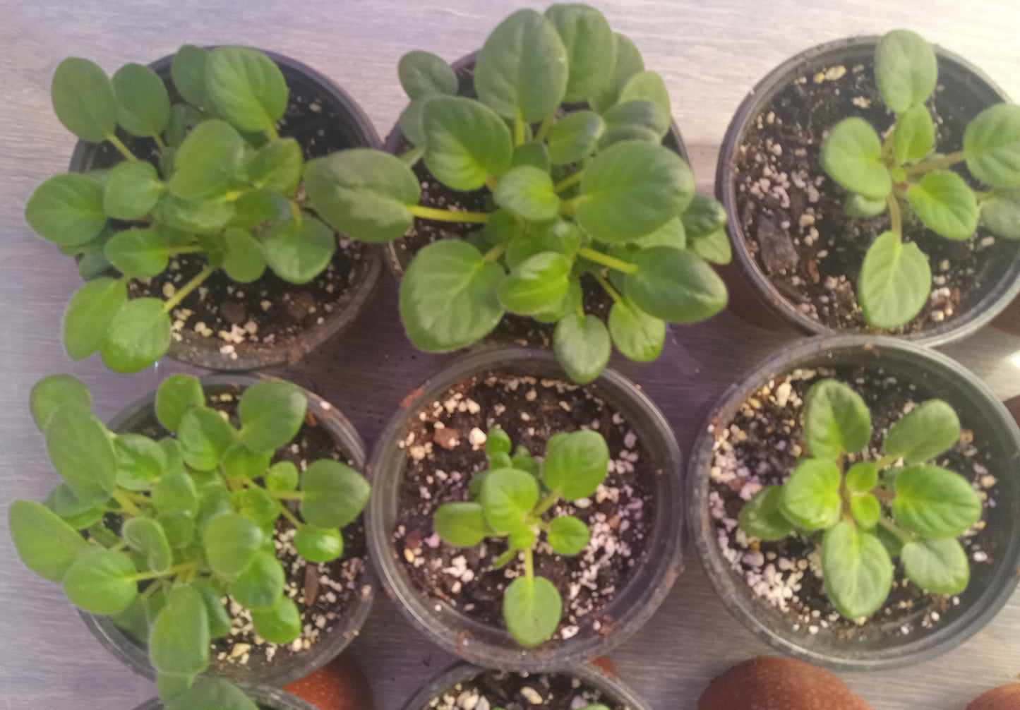 Saintpaulia (African Violet)