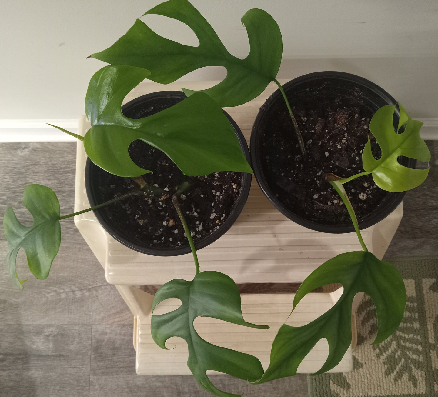 Monstera Ginny (Rhaphidophora tetrasperma)