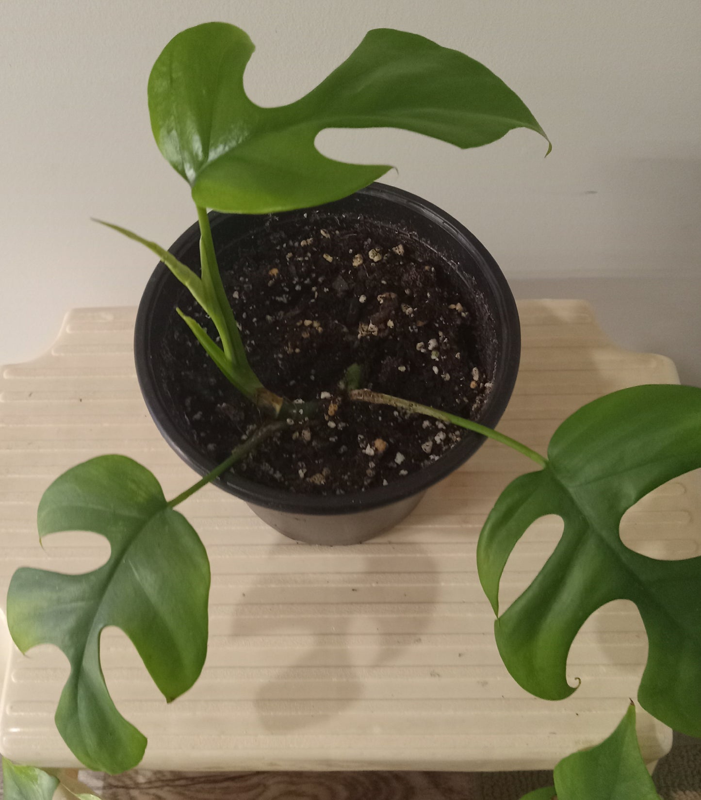 Monstera Ginny (Rhaphidophora tetrasperma)