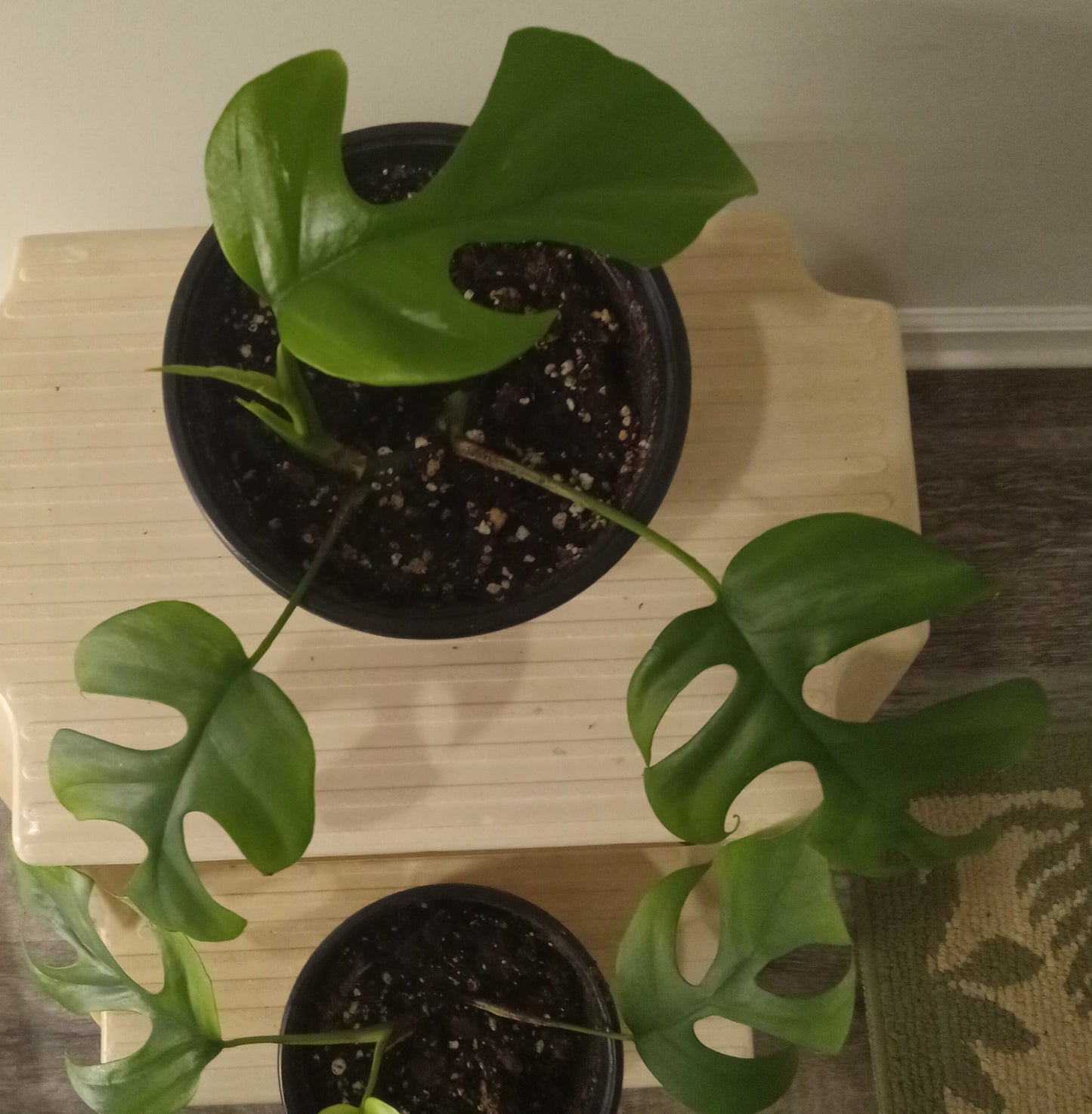 Monstera Ginny (Rhaphidophora tetrasperma)