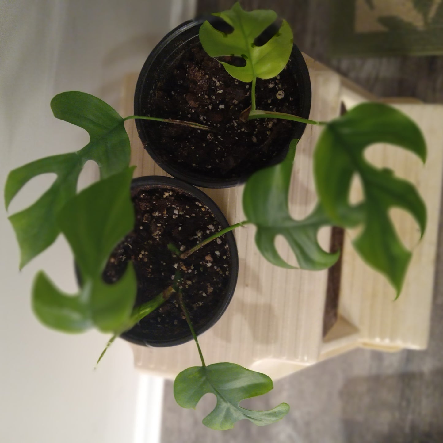 Monstera Ginny (Rhaphidophora tetrasperma)