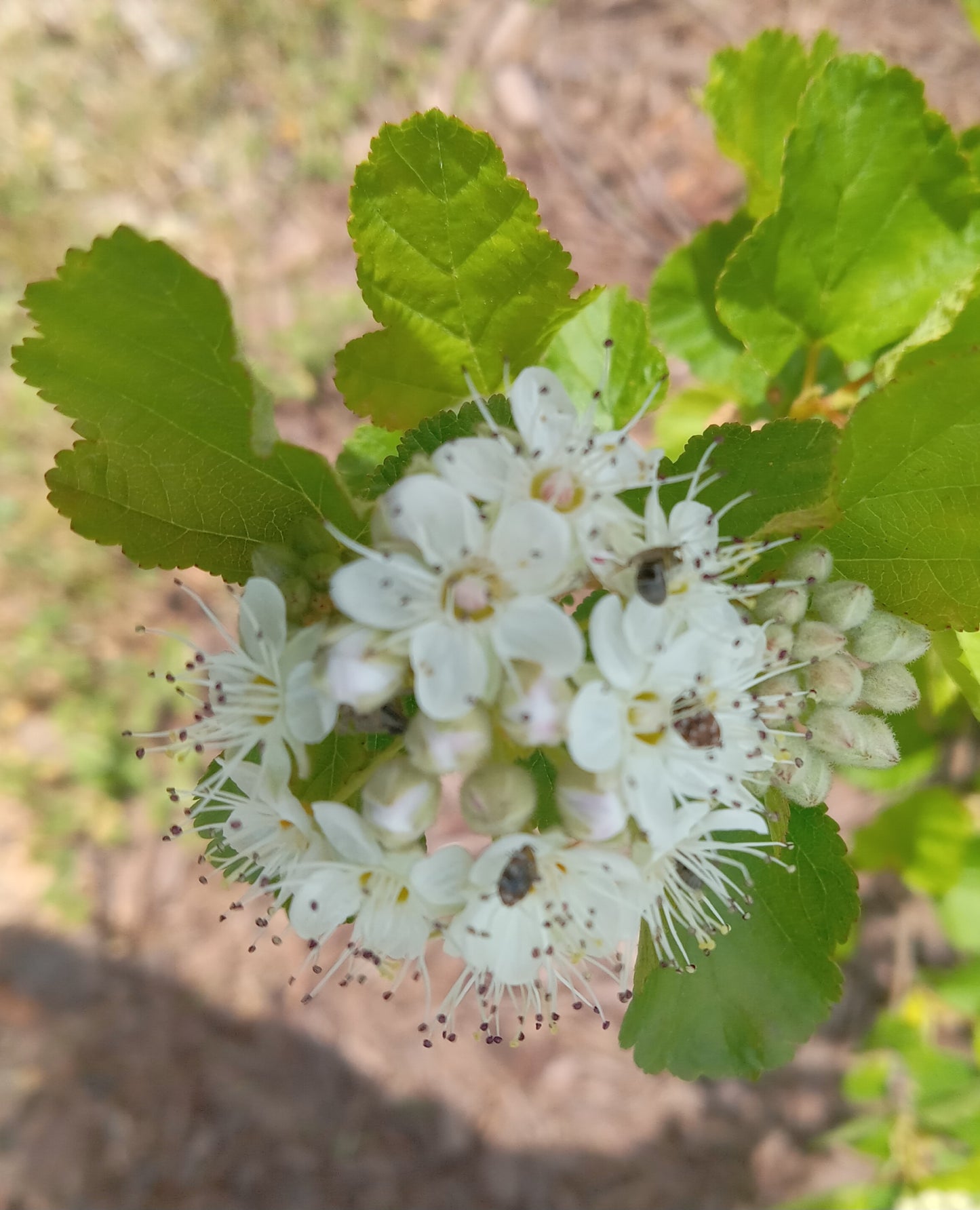 Prairie Ninebark (Physocarpus opulifolius)