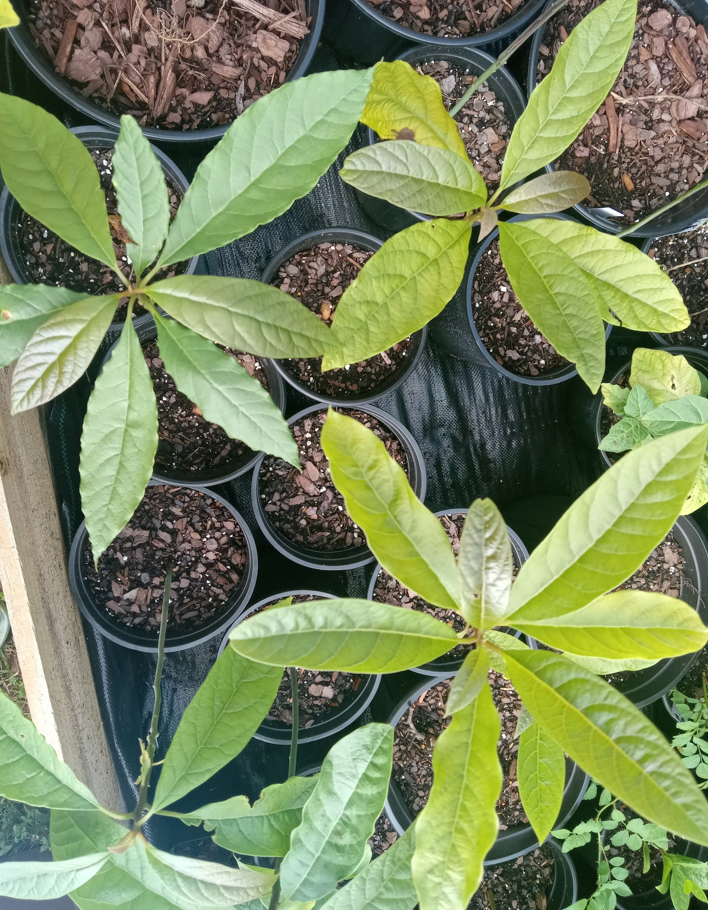 Avocado