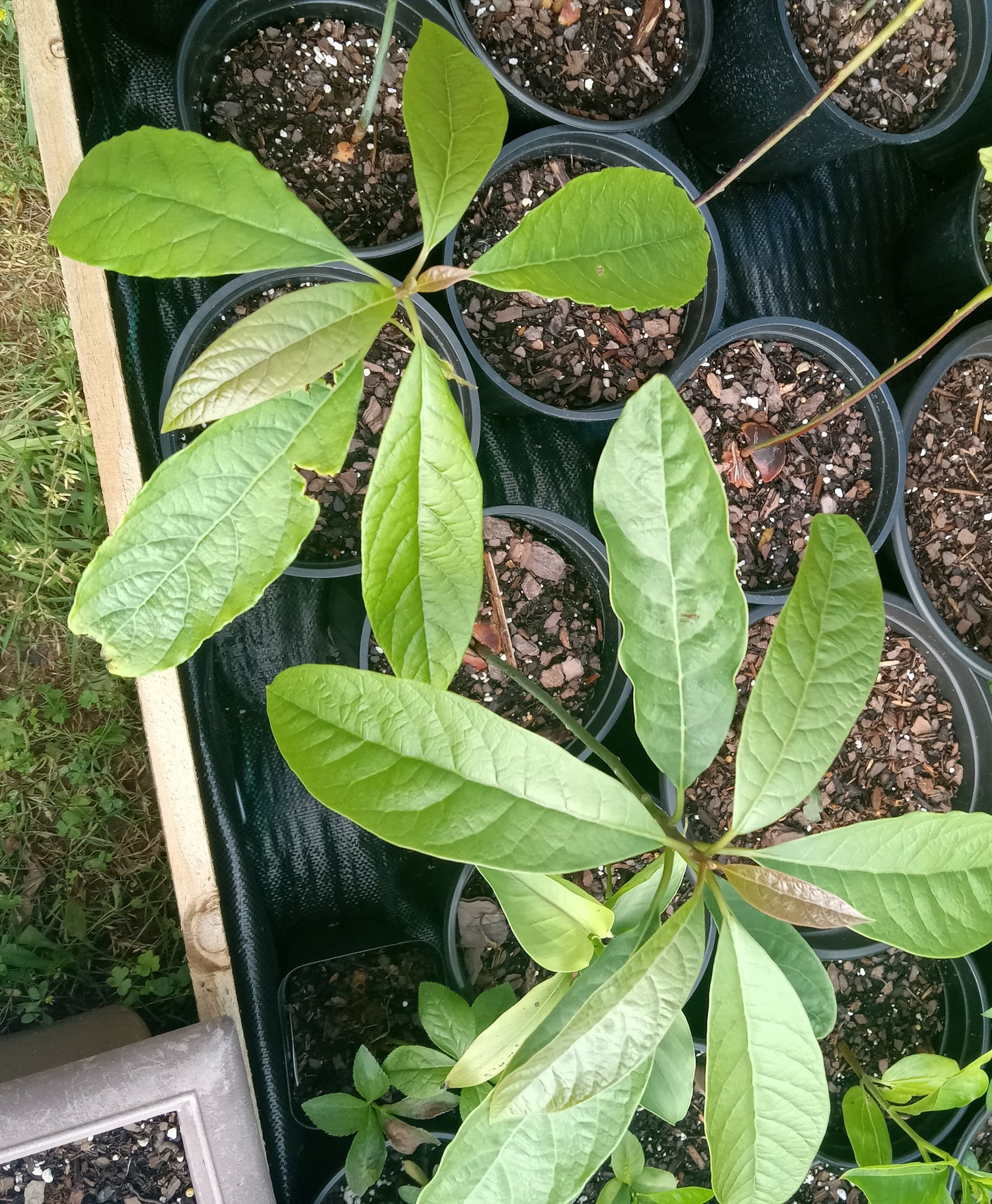 Avocado