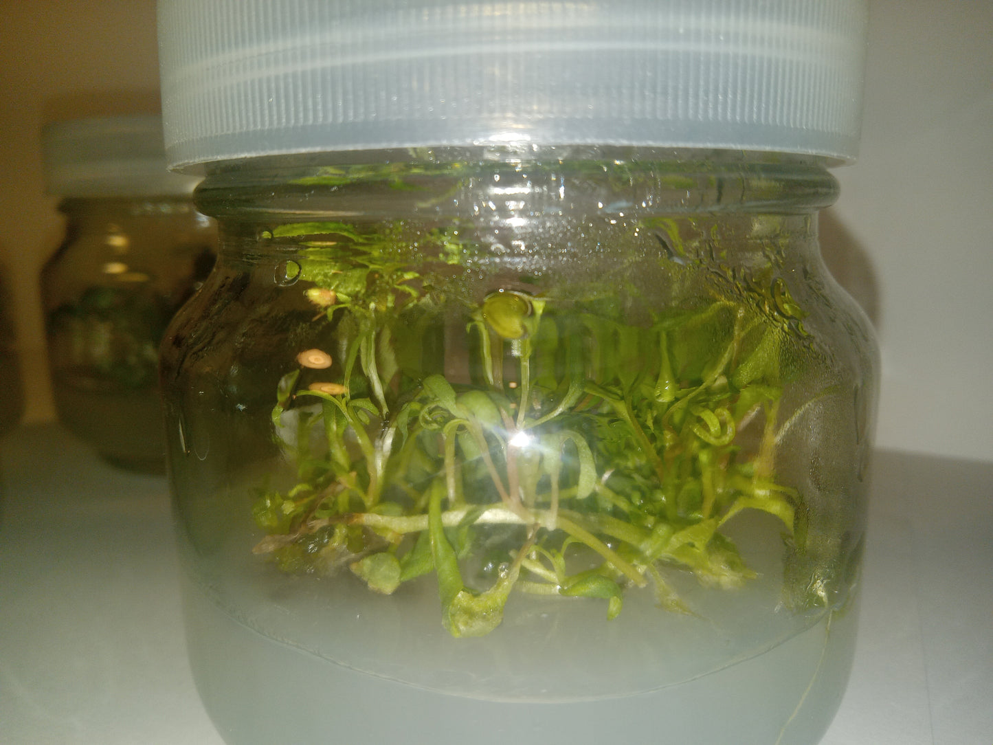 Pink Evening Primrose (Oenothera speciosa) Tissue Cultured Plant