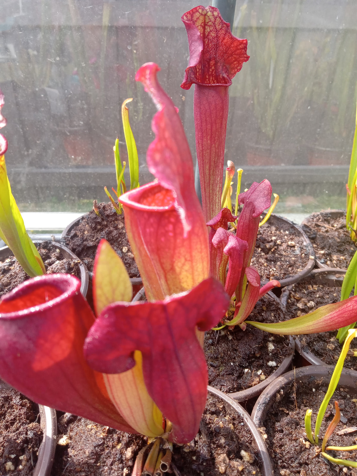 Sarracenia, Bulk QTY 10 (Various)