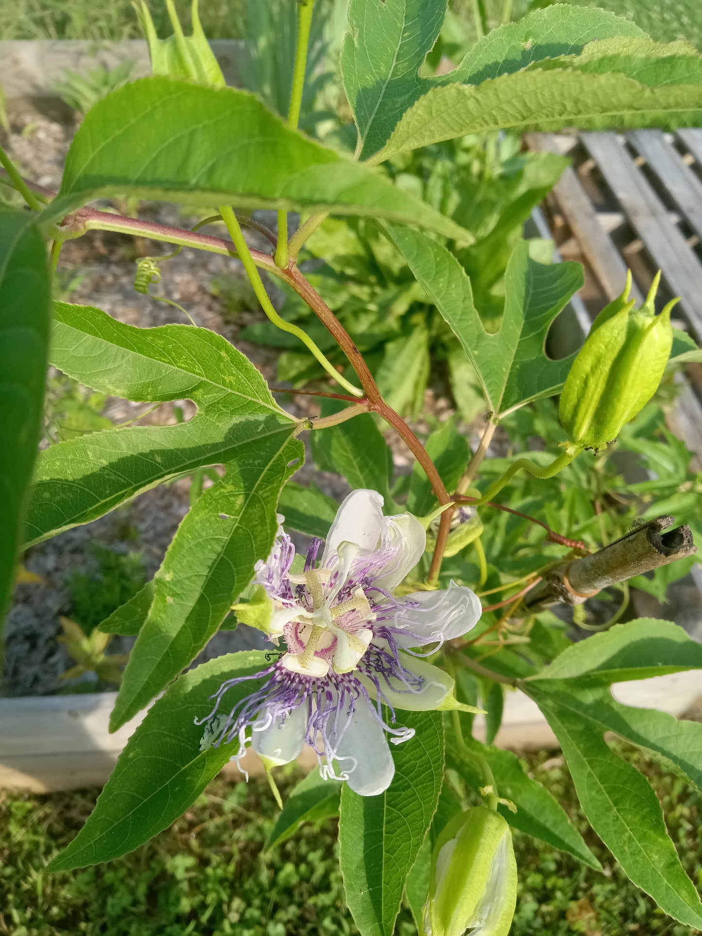 Passion Flower (Passiflora incarnata)