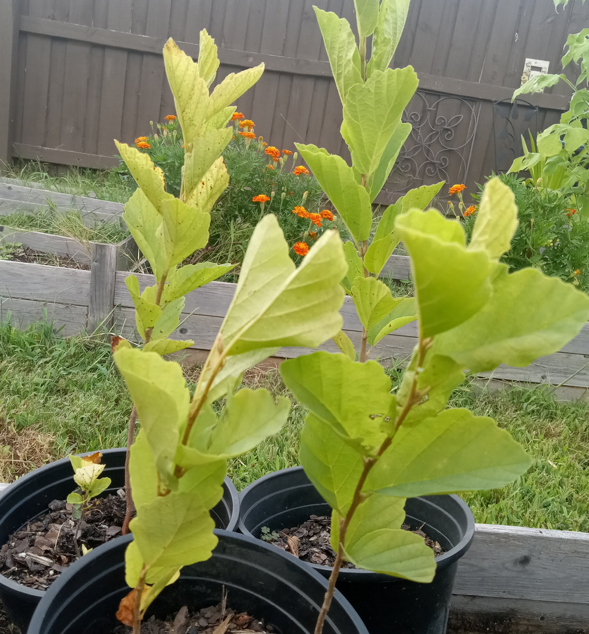 Witch Hazel (Hamamelis virginiana)
