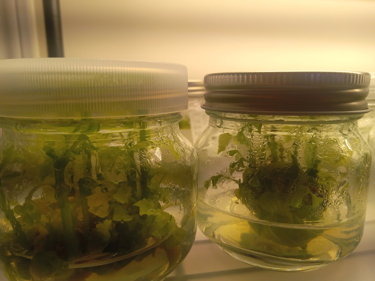 Coral Bean (Erythrina herbacea) Tissue Cultured Plant