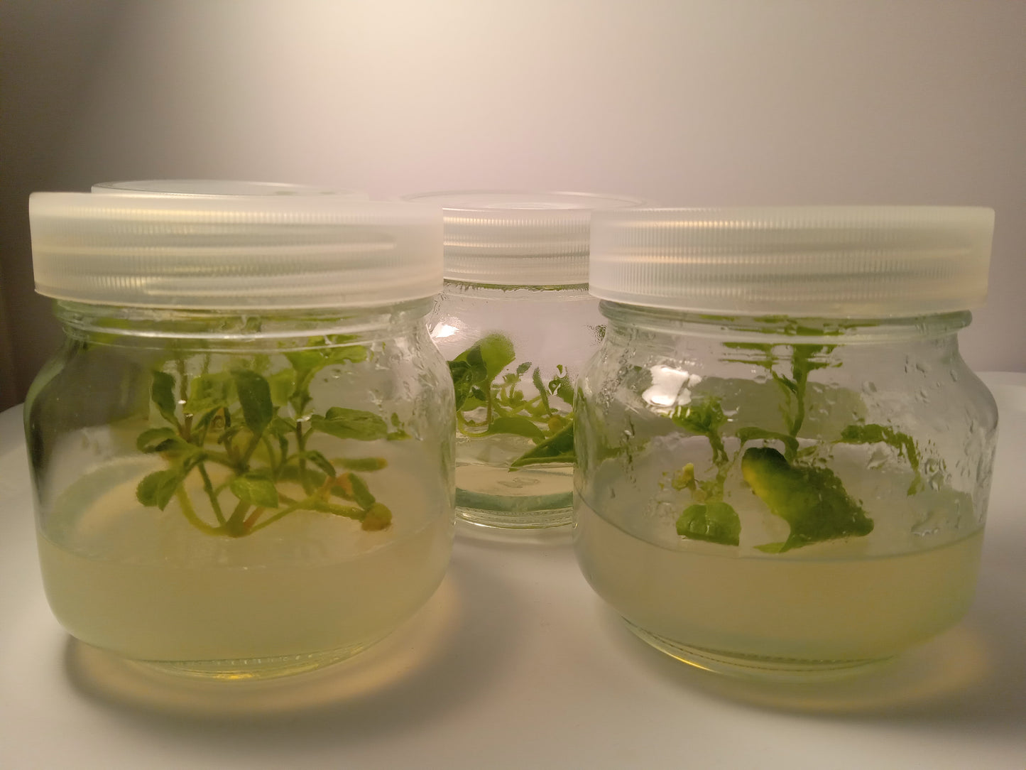 Goldenberry (Physalis peruviana) Tissue Cultured Plant