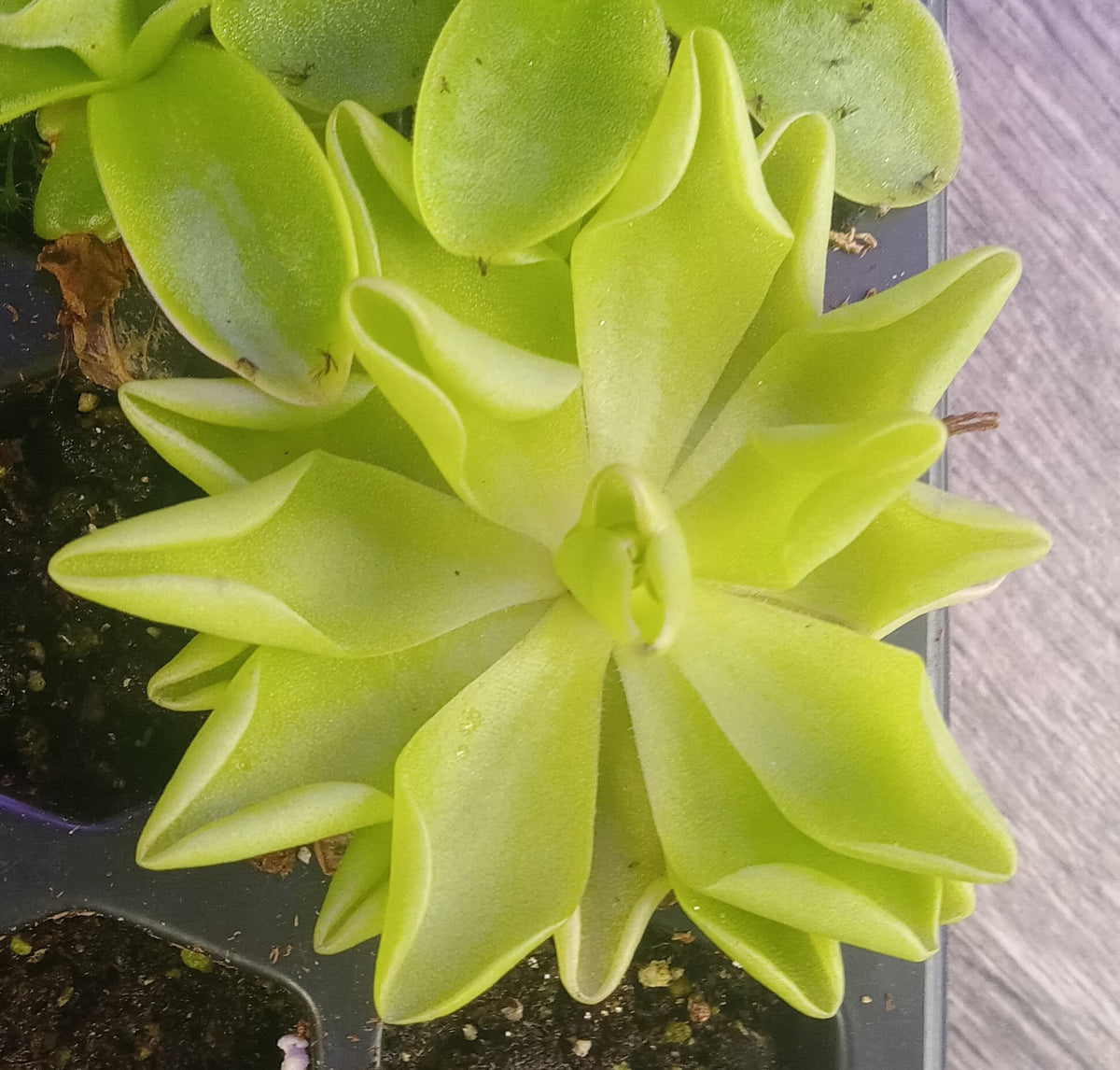 Mexican Butterwort (Pinguicula pirouette) Carnivorous Plant