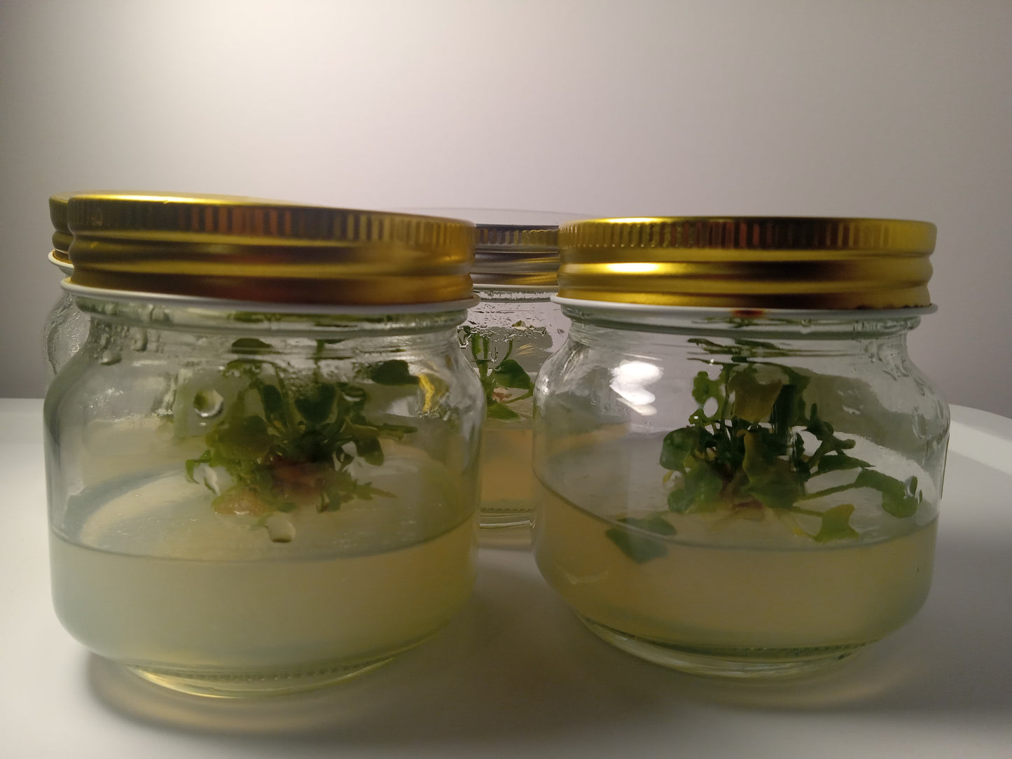 Philodendron Xanadu Tissue Cultured Plant