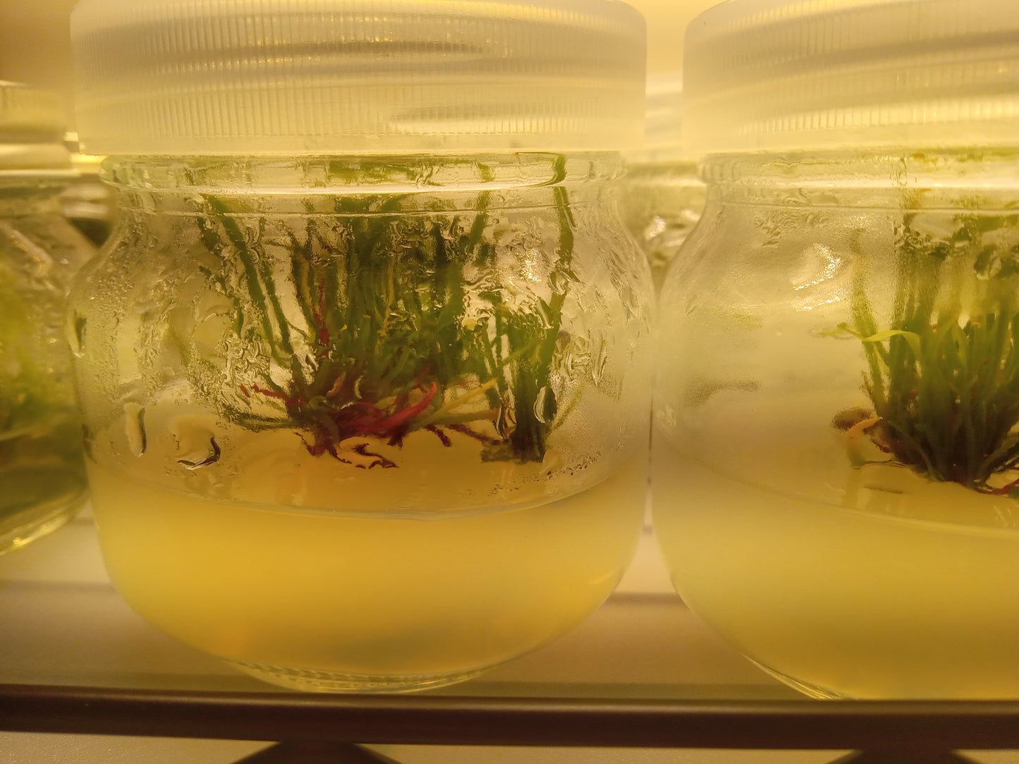 Sarracenia “Adrian Slack"