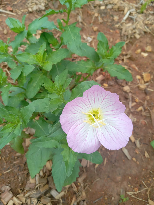 Evening Primrose (Oenothera speciosa)