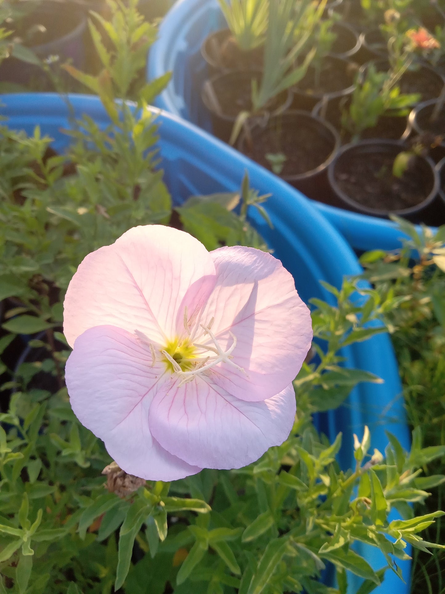Evening Primrose (Oenothera speciosa)