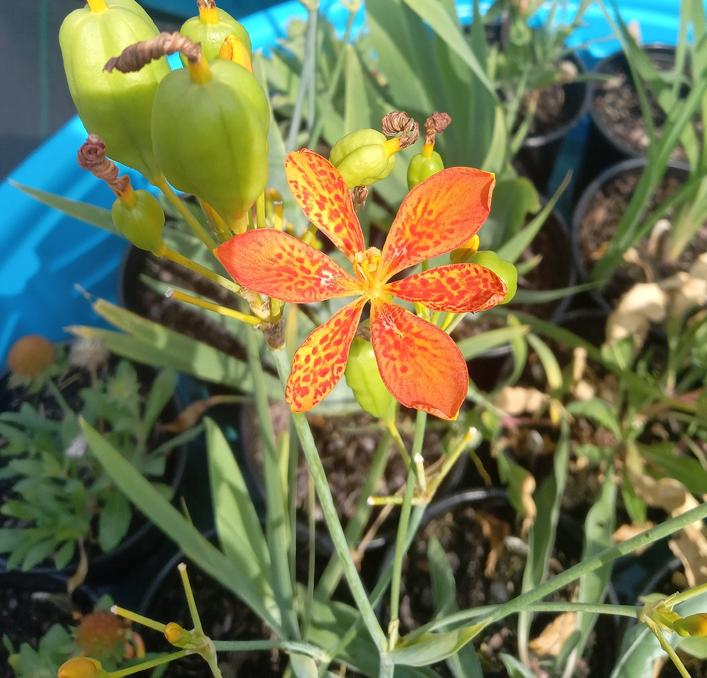 Blackberry Lily (Belamcanda chinensis) plant