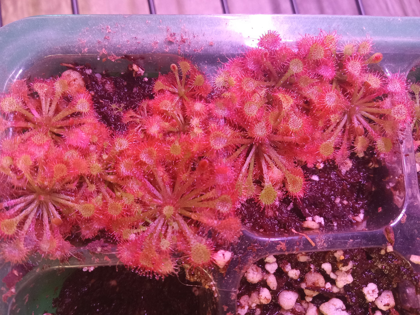 Drosera capillaris (Pink Sundew)
