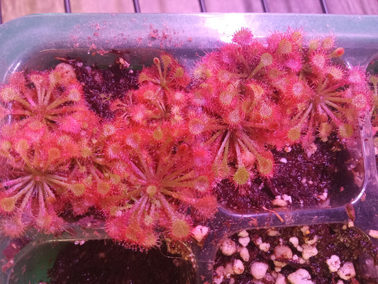 Drosera capillaris (Pink Sundew)