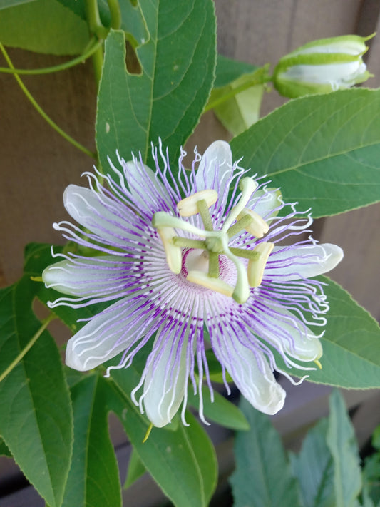 Passion Flower (Passiflora incarnata)