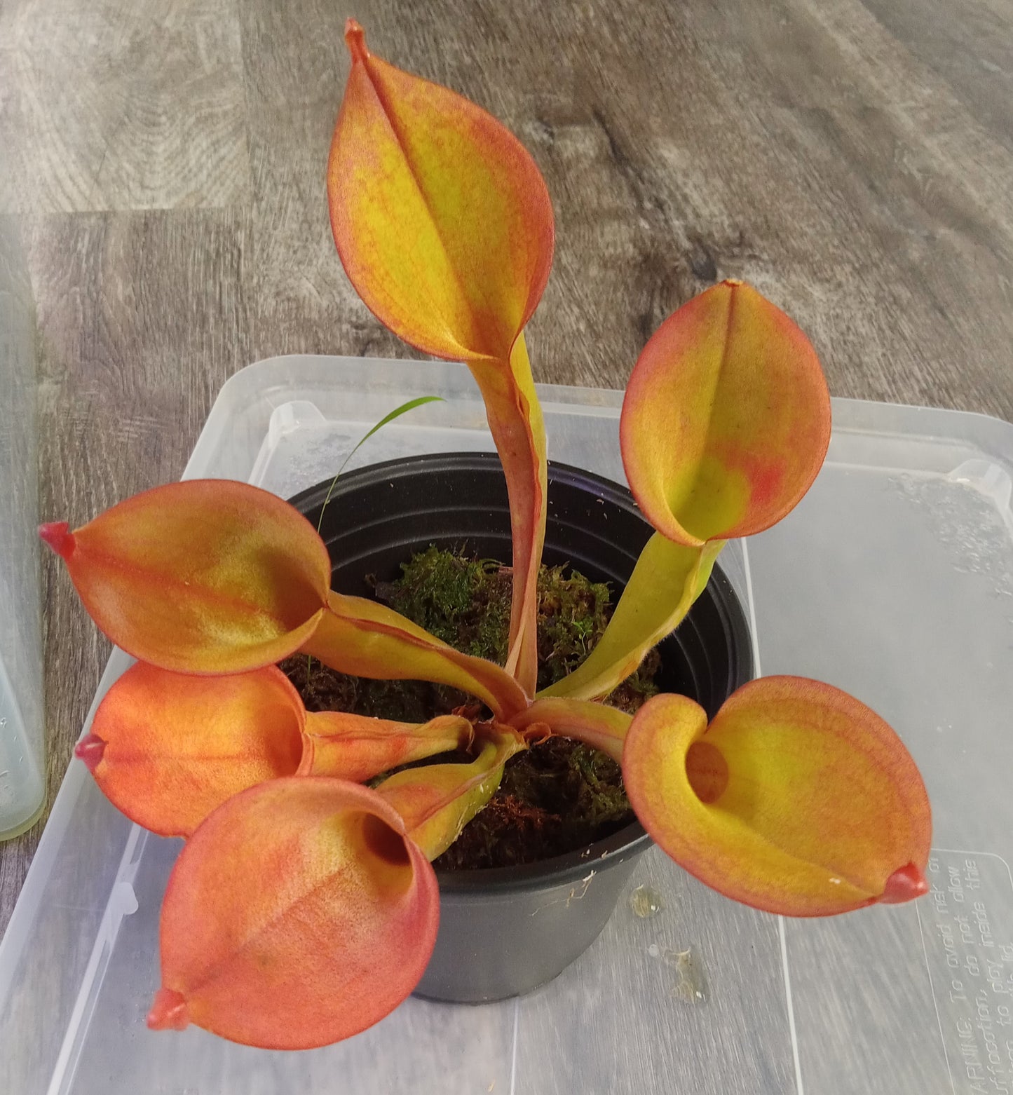 Heliamphora nutans