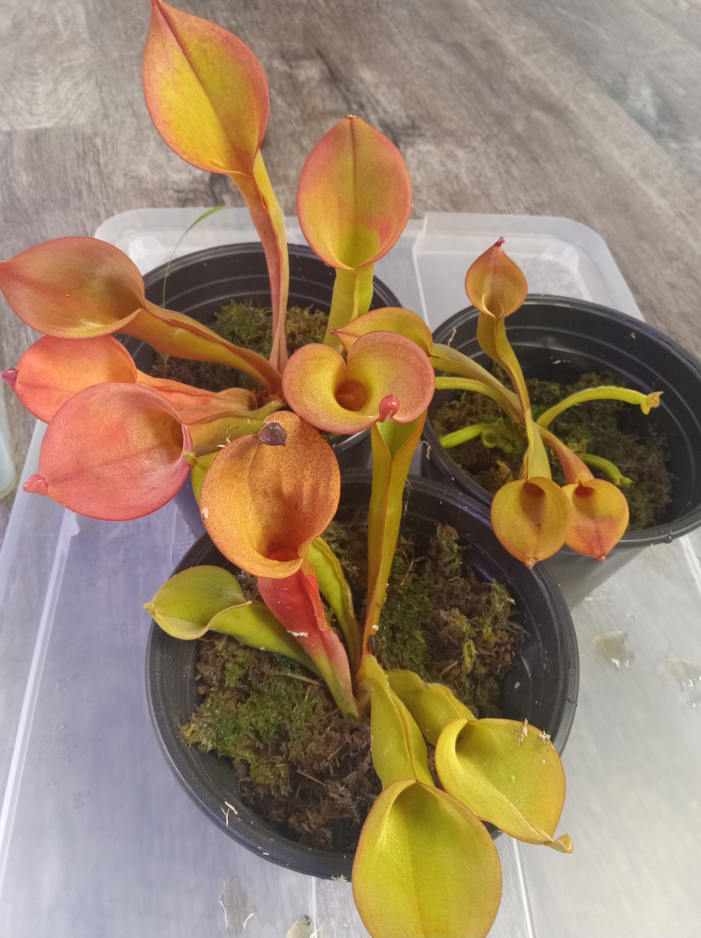 Heliamphora nutans