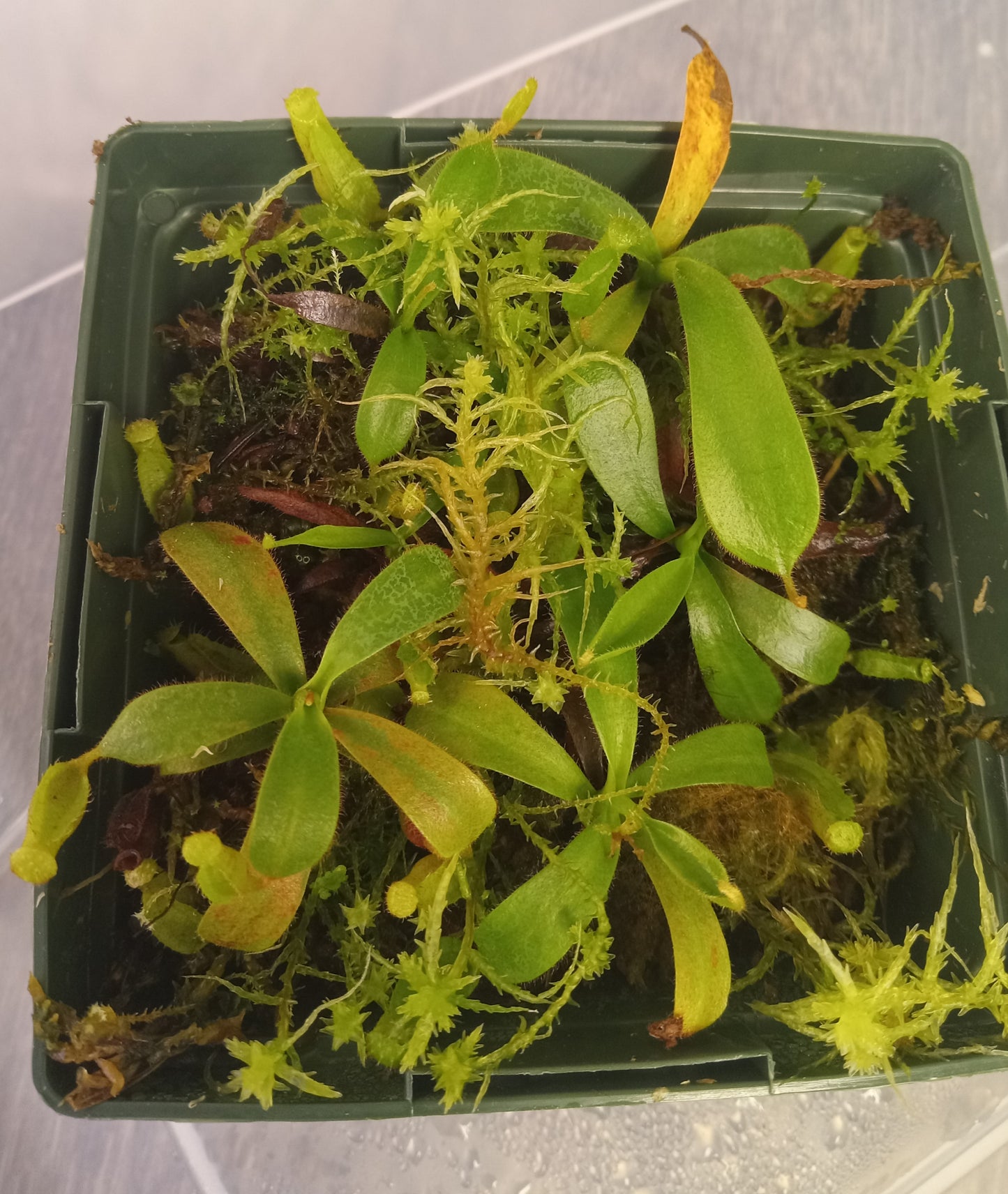 Nepenthes truncata