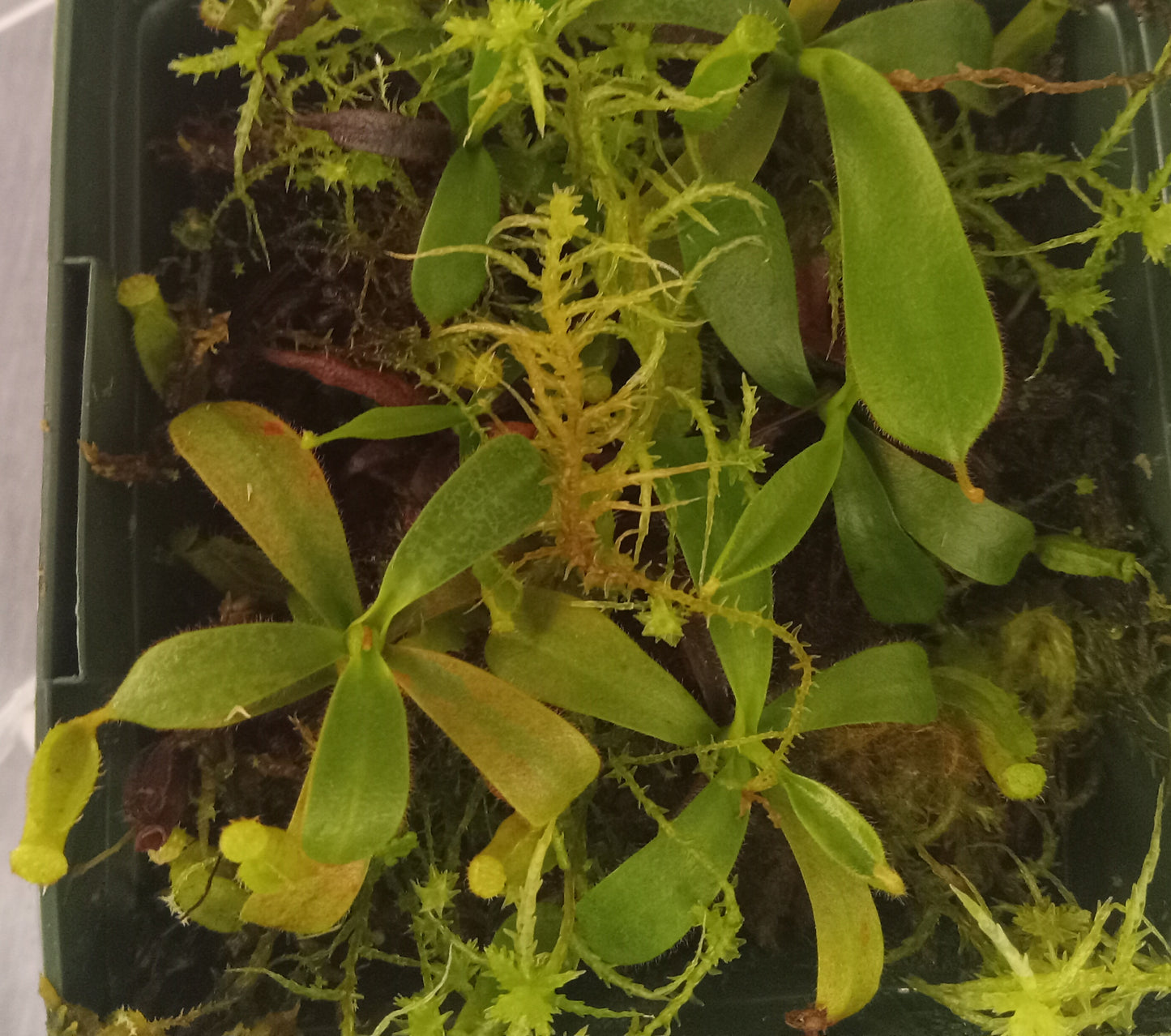 Nepenthes truncata