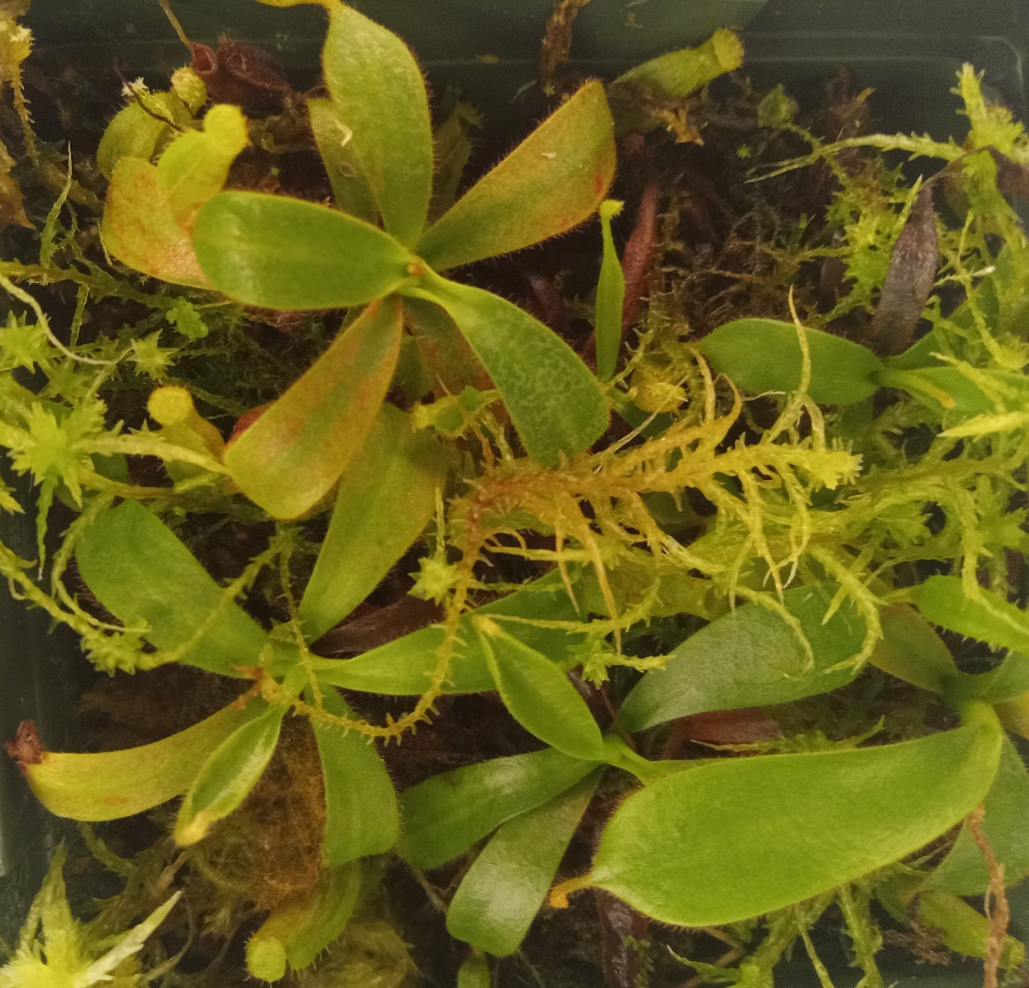 Nepenthes truncata