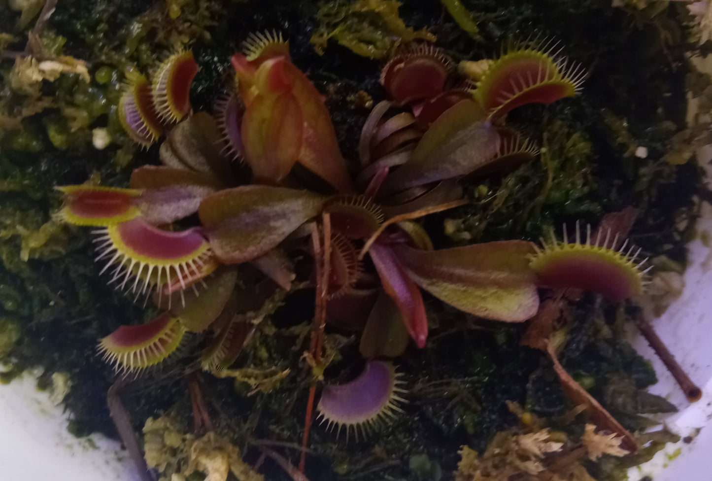 Dionaea muscipula (Maroon Monster)