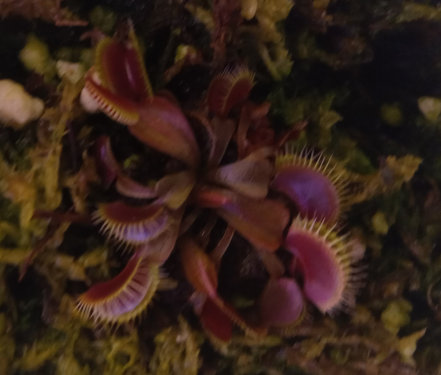 Dionaea muscipula (Maroon Monster)