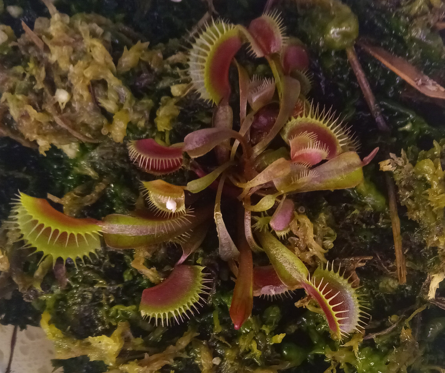 Dionaea muscipula (Maroon Monster)