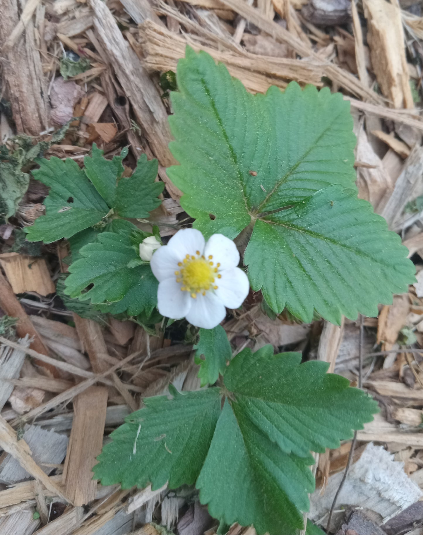 Wild Strawberry (Fragaria vesca)