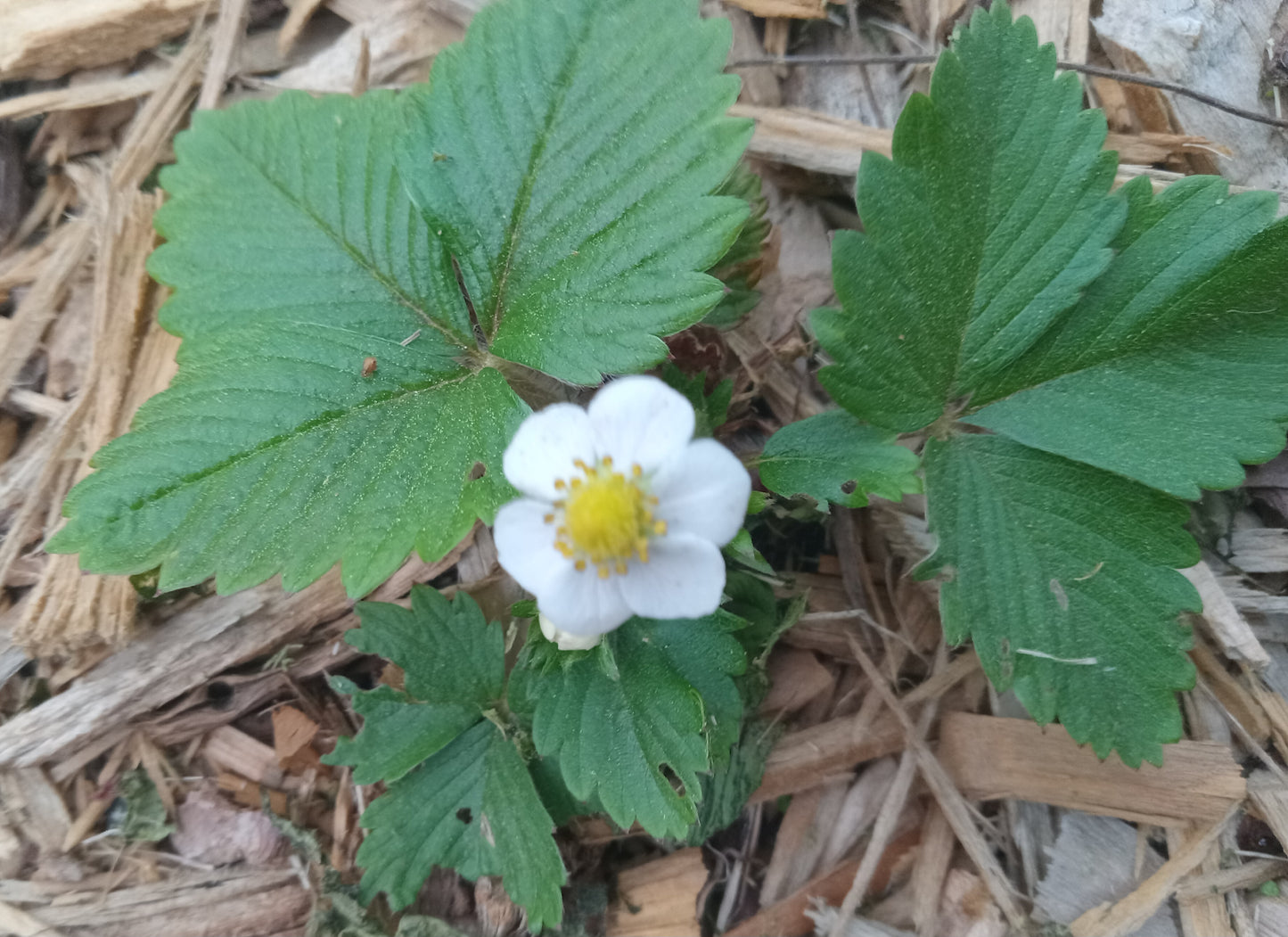 Wild Strawberry (Fragaria vesca)