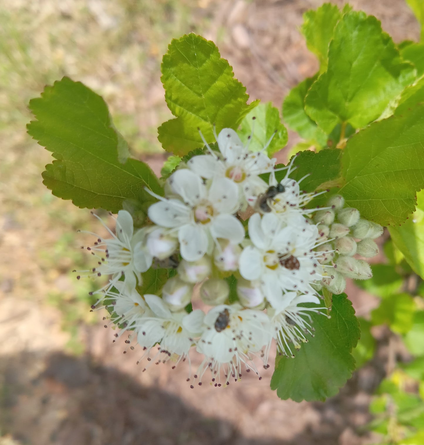 Prairie Ninebark (Physocarpus opulifolius)