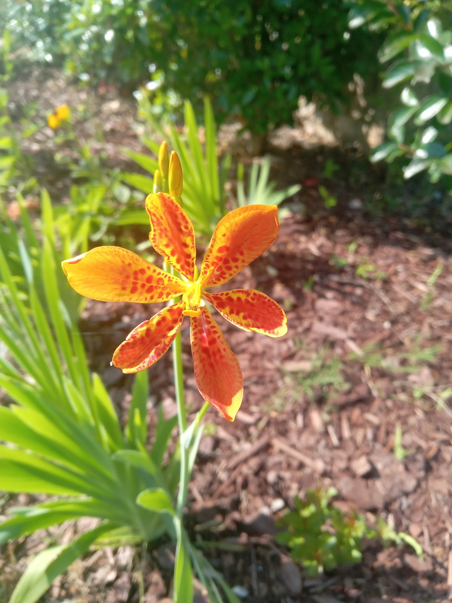 Blackberry Lily (Belamcanda chinensis) plant