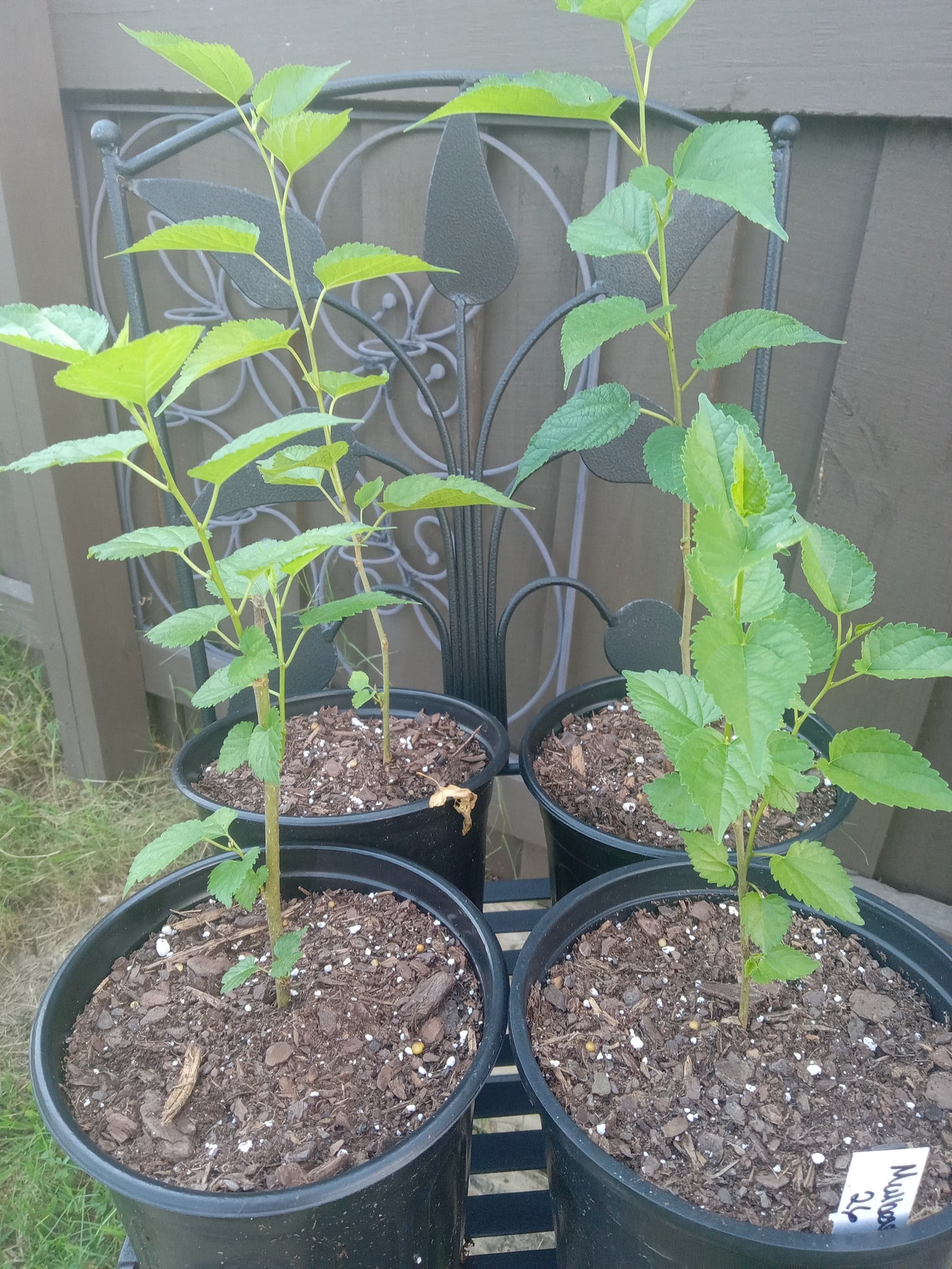 Mulberry Red (Morus)