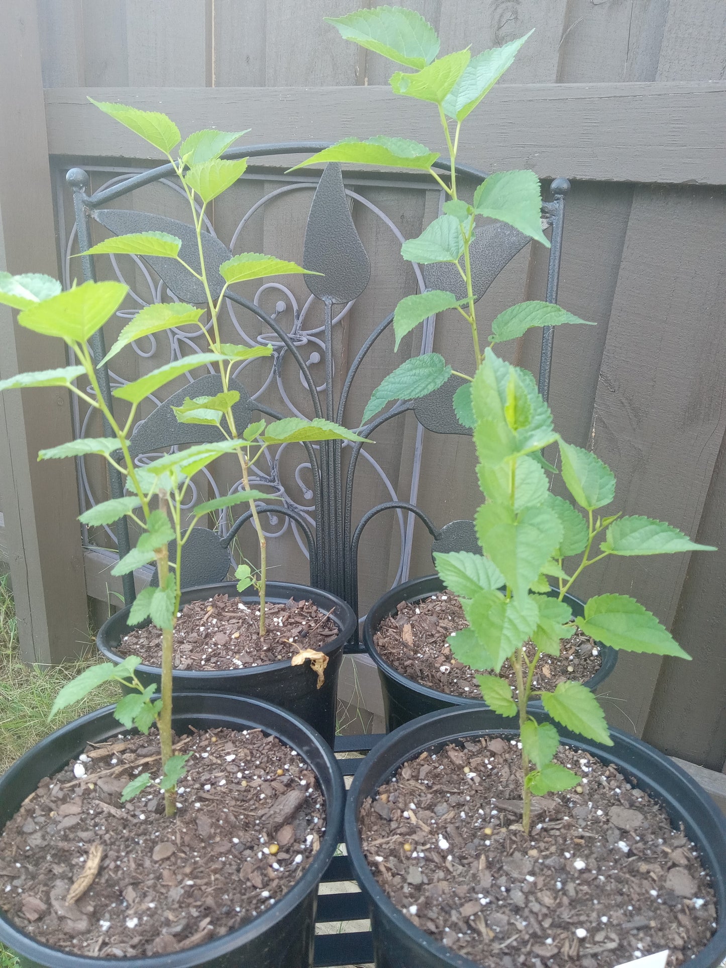 Mulberry Red (Morus)