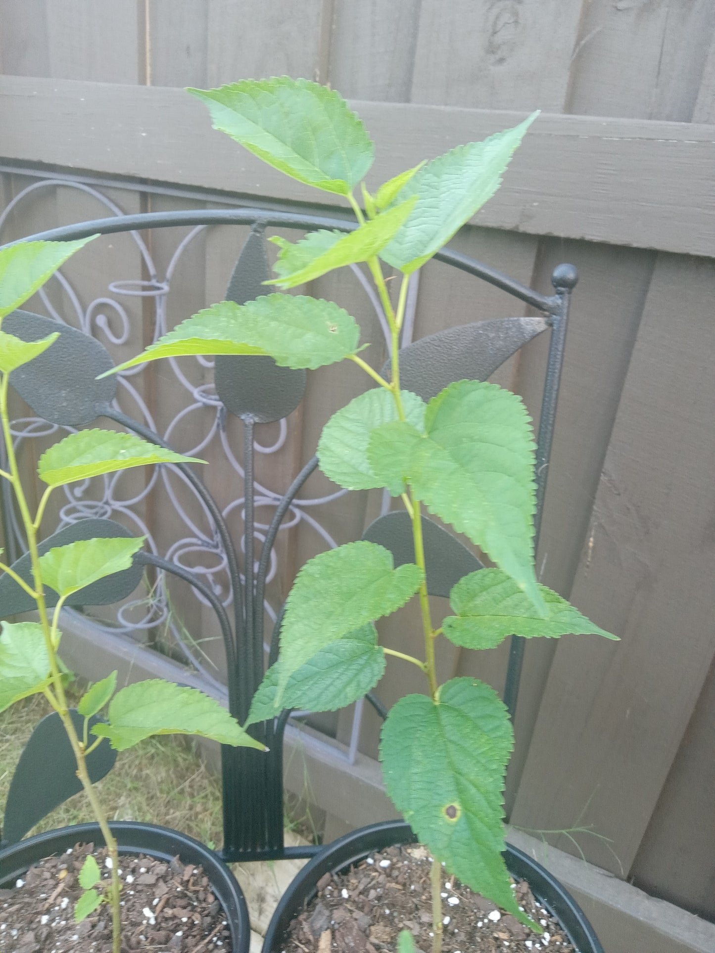 Mulberry Red (Morus)