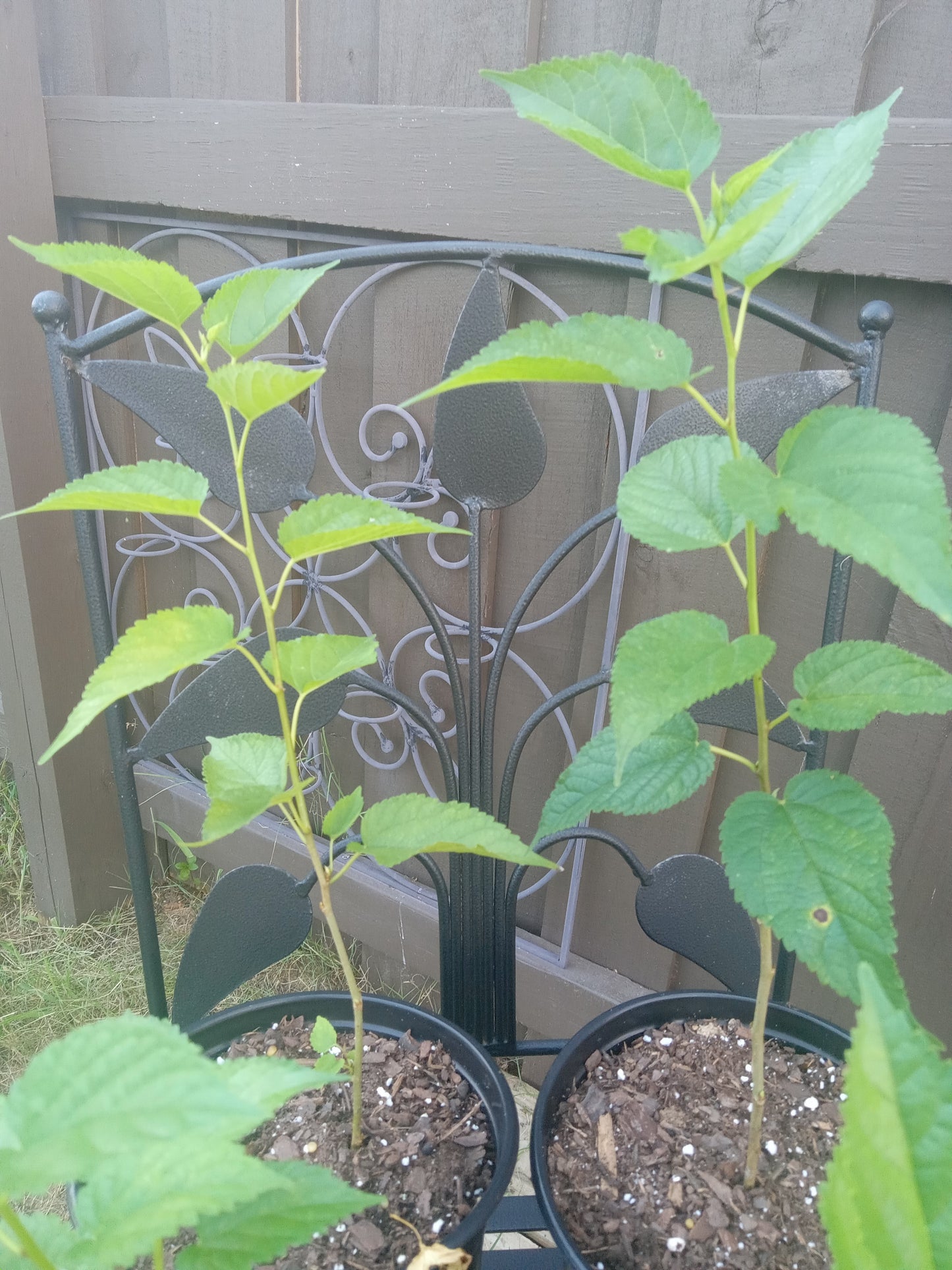 Mulberry Red (Morus)