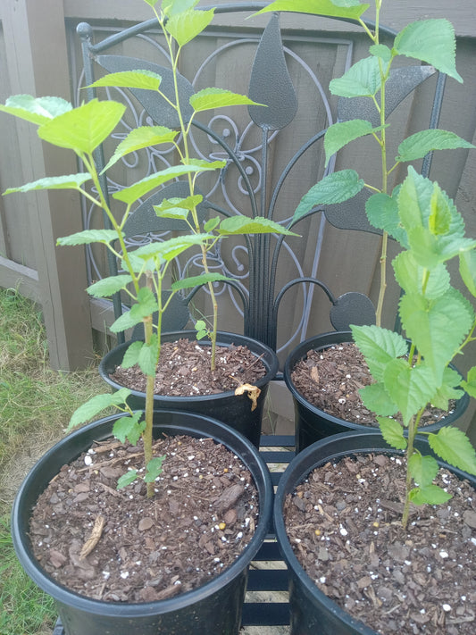 Mulberry Red (Morus)