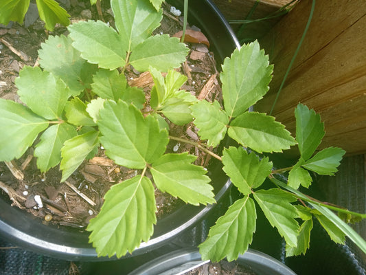 Swamp Dewberry (Rubus Hispidus)