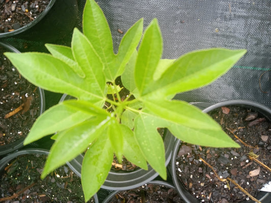 Passion Flower (Passiflora incarnata)