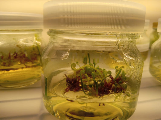 Drosera Trayci (Tissue Cultured Plant)
