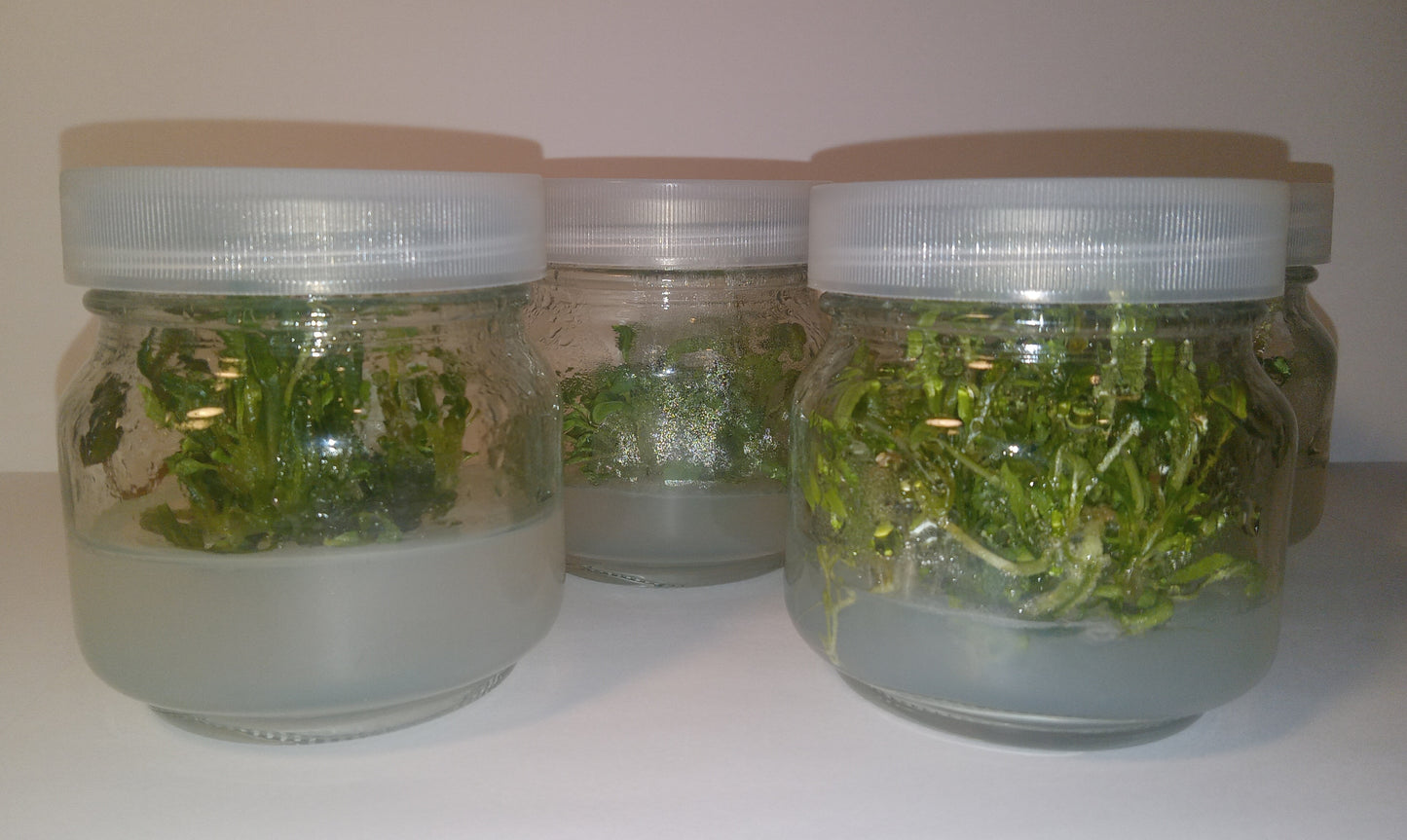 Pink Evening Primrose (Oenothera speciosa) Tissue Cultured Plant