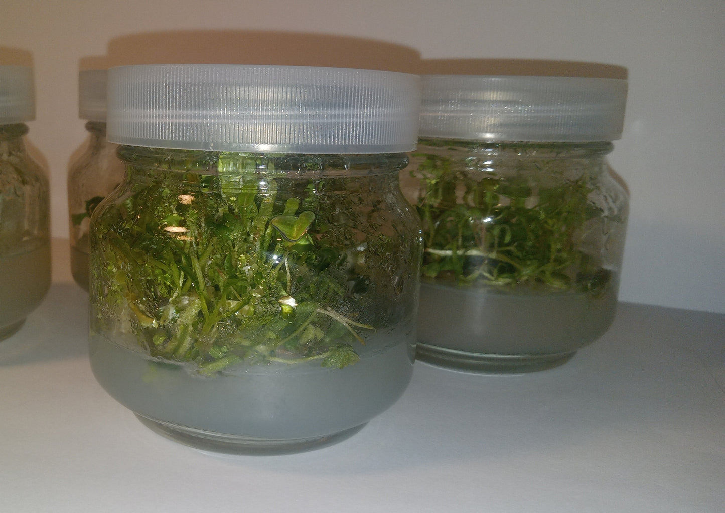 Pink Evening Primrose (Oenothera speciosa) Tissue Cultured Plant