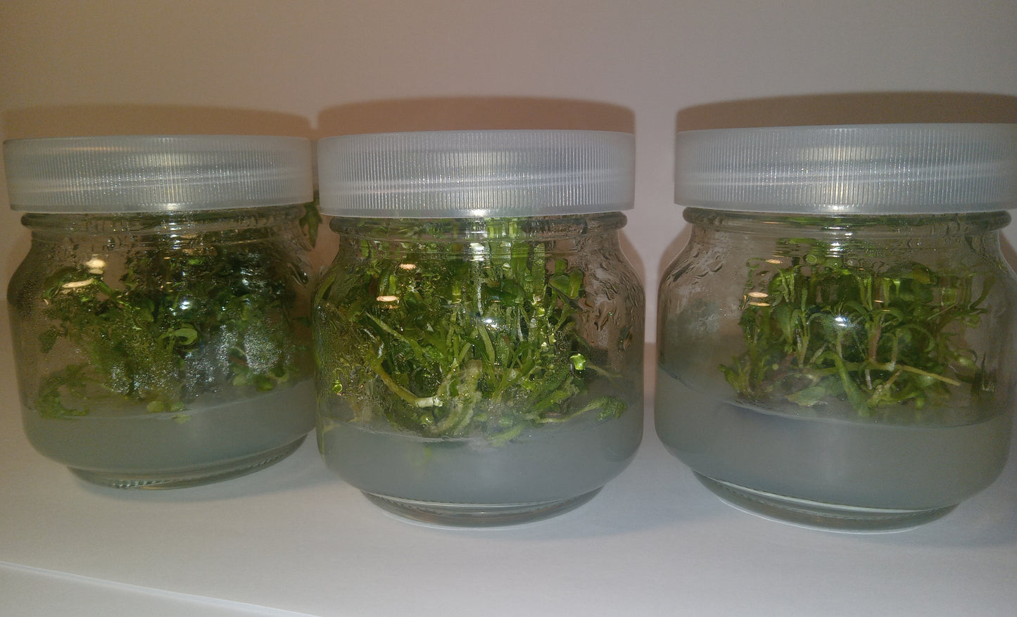 Pink Evening Primrose (Oenothera speciosa) Tissue Cultured Plant