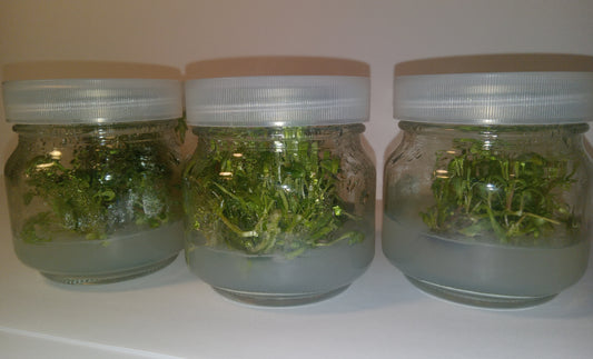 Pink Evening Primrose (Oenothera speciosa) Tissue Cultured Plant