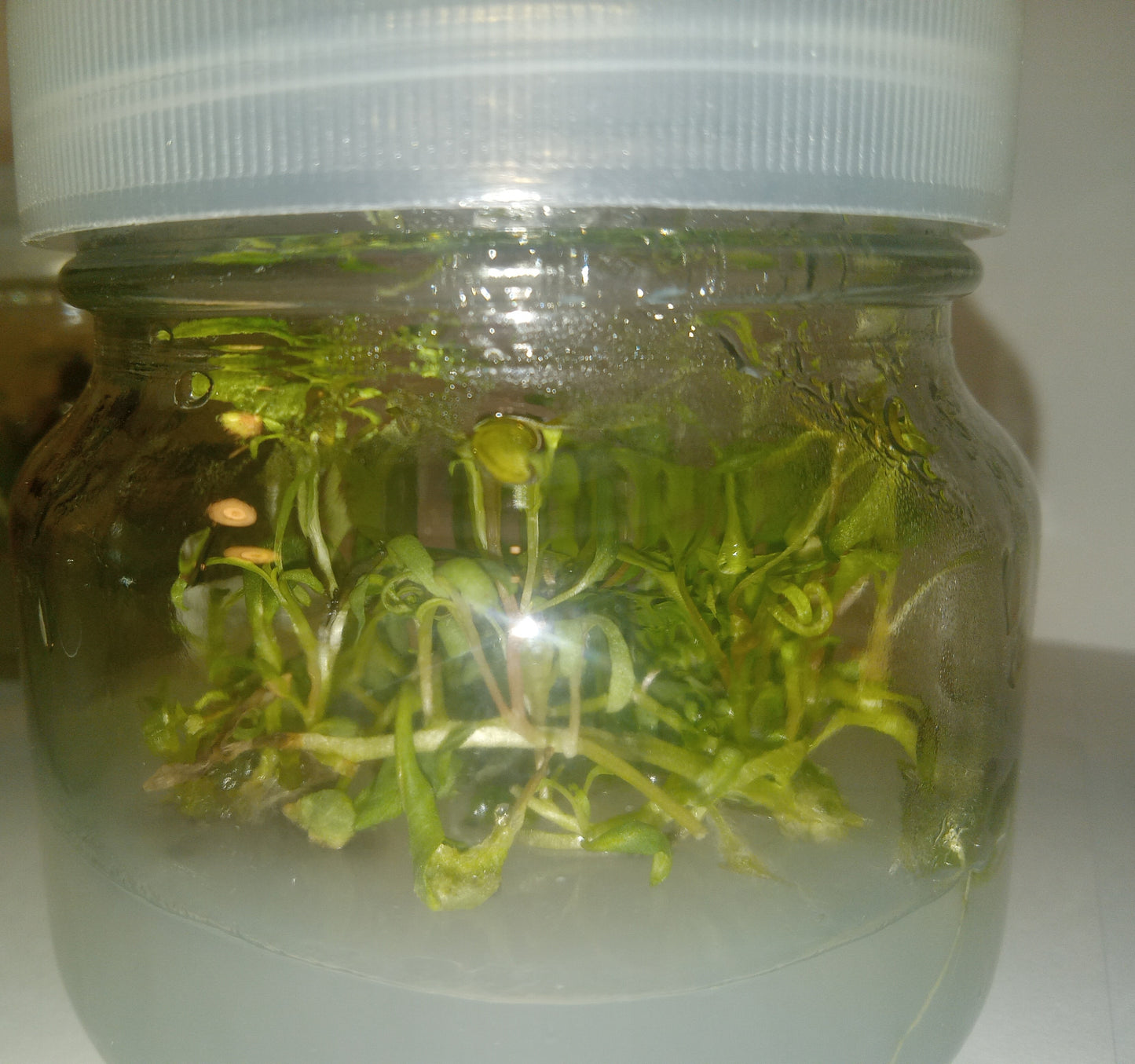 Pink Evening Primrose (Oenothera speciosa) Tissue Cultured Plant